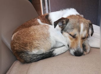 ♥JUPPI♥ auf Pflegestelle in Köln -wunderschöner, aufgeschlossener, unkomplizierter aktiver Rüde 44cm