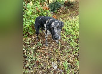 Zecco- ein Wundervoller Hundejunge sucht ein Zuhause