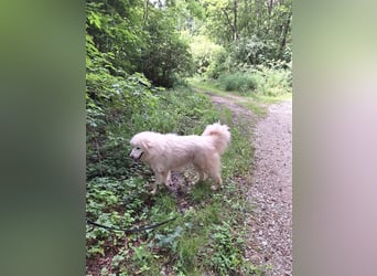 Pyränenberghundmix Tobi