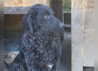 GONZALES❤️ liebenswerter, agiler und neugieriger Kroatischer Schäferhund-Mix