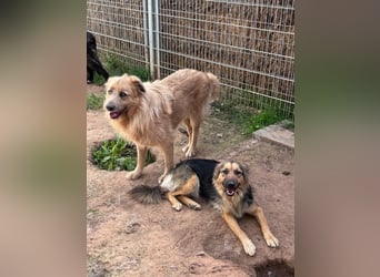 Lissi sucht ein Zuhause mit Herz, Platz und Abenteuer