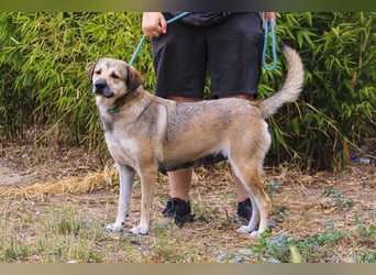 Mya, Mix Schäferhund / Rafeiro Alentejano, lieb und sozial