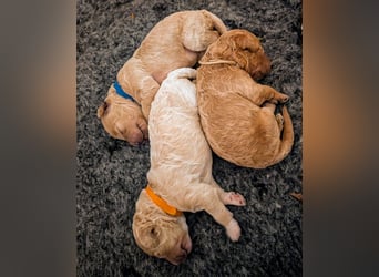 Goldendoodle medium mit Papieren und Ahnentafel