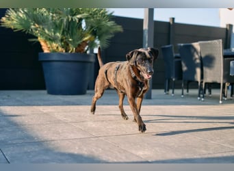 Maffy - Labrador-Mix-Hündin mit Herz sucht ihr Für-immer-Zuhause