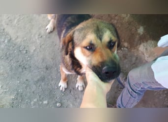 SIBILO - treuer Hundemann