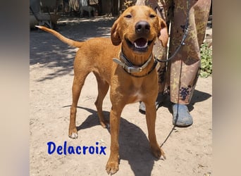 Delacroix 11/2022 (ESP) - verspielter, liebevoller und sportlicher Jagdhund-Mix Junghund!