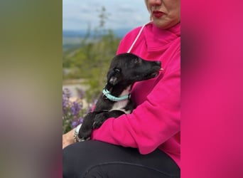 Susi