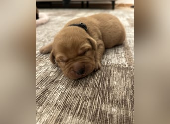 Reinrassige Labrador Welpen in foxred und schwarz