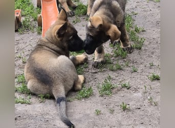Dunkelgraue Schäferhunde aus Kör-u.Leistungzucht