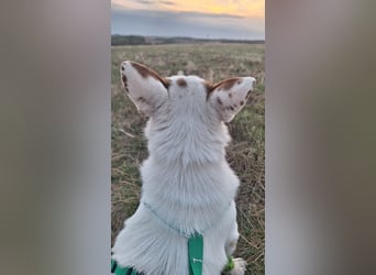 Corgi Mischlings-Rüde Peppi (Strolch) sucht sein Glück