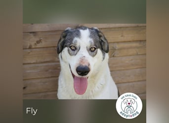 Fly: Wartet sehnsüchtig auf ihr Zuhause