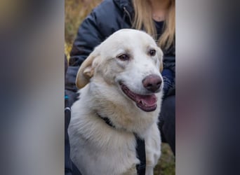 Kian - zurückhaltender,unsicherer Herdenschutzhund-Mix Rüde / Pflegestelle in Eslohe