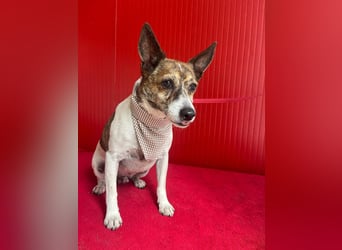 Trüffy, Foxterrier-Mix, Rüde, geb. am 26.09.2018, 30 cm, 9 kg