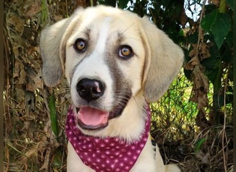 Misha2 geb. 03/2025 (GRC) - verträgliche und zuckersüße Griechische Schäferhund Mix Welpin!