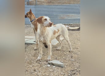 Zoe, eine tolle Familienhündin