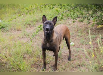 ROMINA - die hübsche Malinois-Hündin sucht ein hundeerfahrenes Zuhause!