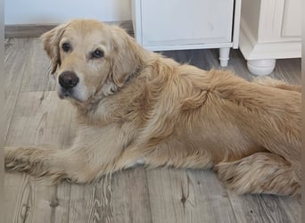 Golden Retriever Mischlings-Rüde Fridolin sucht ein Zuhause