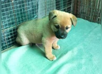 Welpe Teddy: Neu im Tierheim