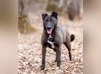 Ziganka sucht lievolles zu hause