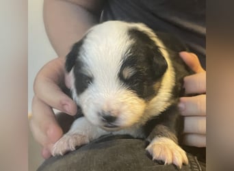 Mini American Shepherd / Mini Aussie
