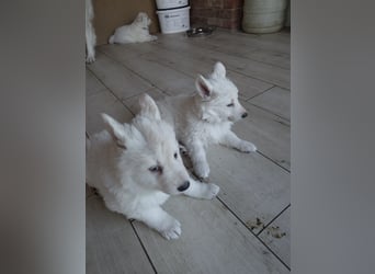 Welpen Weiße Schweizer Schäferhunde