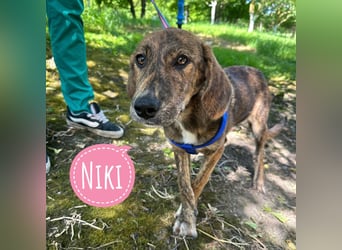 Niki eine Zaubermaus