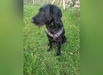 CAJA - hundeerfahrene Familie gesucht, die der hübschen Maus ein tolles Für-Immer Zuhause schenkt!