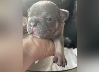 Süsse Französische Bulldoggenbabies sind da! Abgabe ca. Anf. Juli