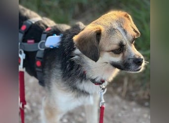 Unsere bezaubernde Polly sucht ihre Familie