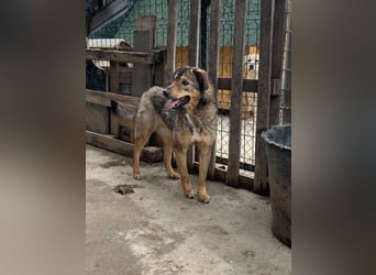 SALIA, Hündin, 7 Jahre, 51 cm, Mischling, Tierschutz