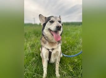 BODRO - der hübsche Huskymix sucht ein liebe- und verständnisvolles Zuhause