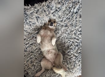 Kleine Terry sucht liebevolles Zuhause