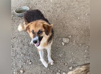 Kathi sucht liebevolles und verständnisvolles Zuhause!