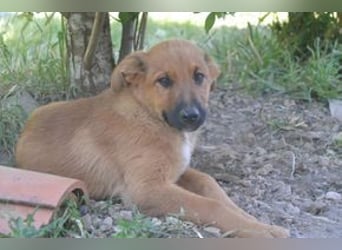 Brauni, ein verspieltes Hundekind auf der Suche nach einem Zuhause fürs Leben