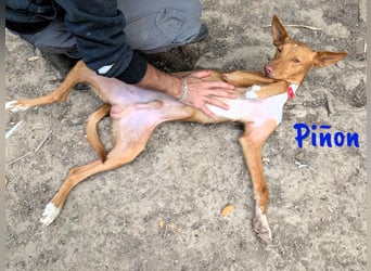 Piñon geb. 03/2024 (ESP) - zutraulicher und verschmuster, junger Podenco!