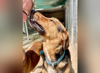 Junger Mischlingsrüde MARLEY (3 Jahre) sucht eine Familie