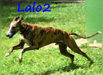 Lalo2 09/2023 (ESP) - sehr freundlicher und verspielter, wunderschöner Galgo!