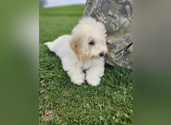 Zwerg Pudel x Maltipoo