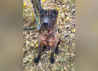 SID ❤️ verspielter Hundejunge mit großem Herz