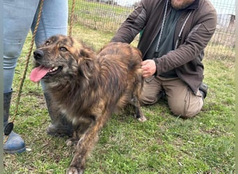 Calypso, geboren 01.07.2023, 53cm sucht sein Zuhause
