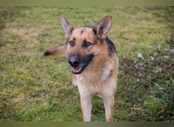 Flash – Dein Partner mit der kalten Schnauze