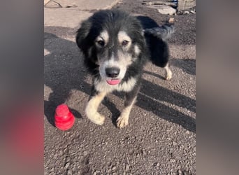 Amadeus, einer von 4 Geschwistern, ausgesetzt und allein gelassen