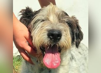 Zauro, Mix Bobtail / Briard / Cattle Dog, lieb und sozial