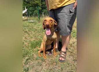 Daisy, geboren 01.12.2023, 58cm sucht ihre Menschen