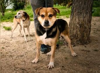Malika, Schäferhund-Mix, lieb und sozial