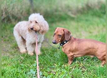 Sensibler Bobby sucht geduldige Menschen