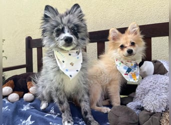 Lio – kleiner Spitz mit großem Herzen sucht ein liebevolles Zuhause