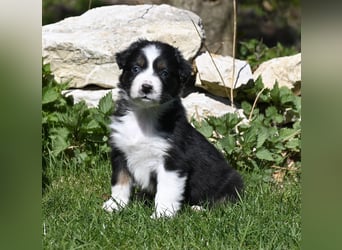 extrem hübsche , bestens sozialisierte Australian Shepherd Welpen aus kontollierter Zucht