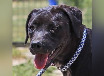 Alma,  Labrador-Mix, lieb und sozial