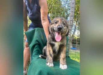 Atilla - Ist das Glück jetzt zum Greifen nah ?
